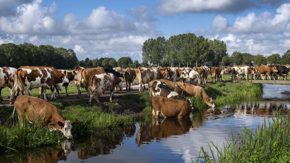 Foto van koeien bij een sloot