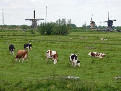 Foto van vee bij Kinderdijk