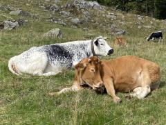 Cows in the Vosges Mountains