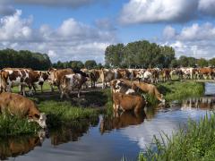 Foto van koeien bij een sloot