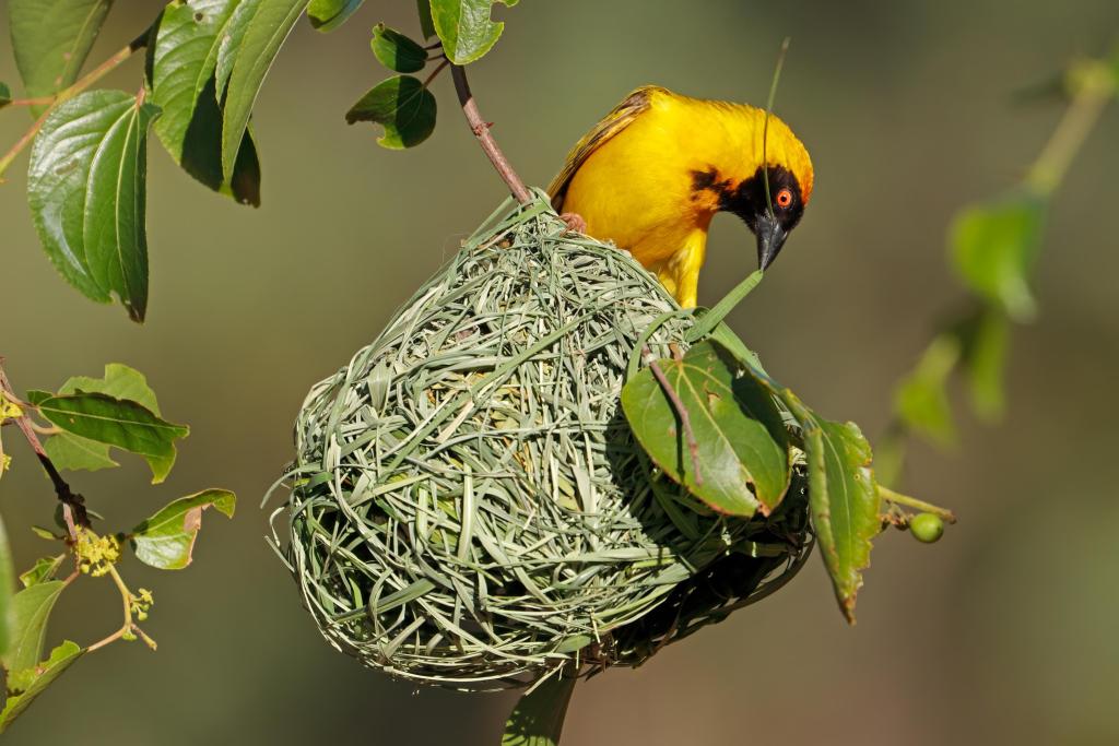 Foto van maskerwever op zijn nest