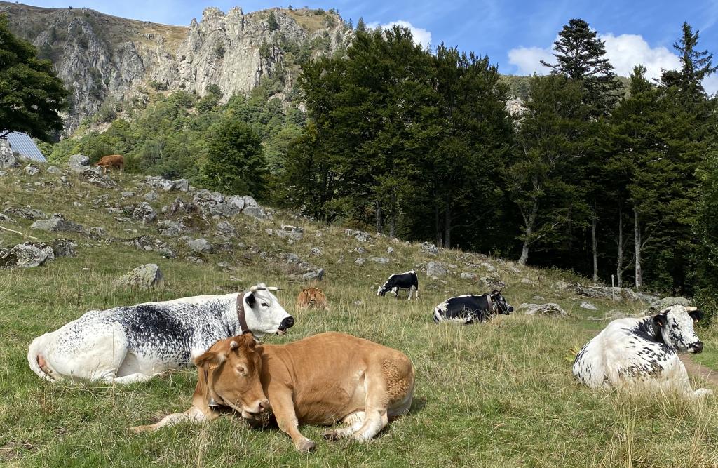 Cows in the Vosges Mountains