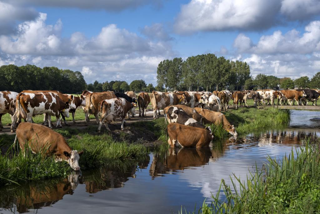 Foto van koeien bij een sloot