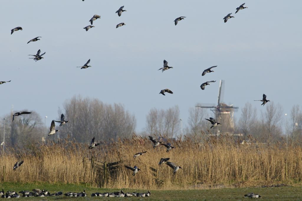 Foto van weidevogels in een Hollands landschap met windmolen en riet