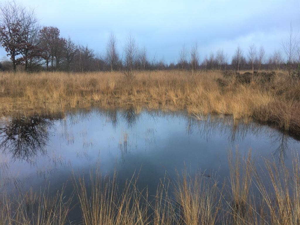 Photo Carbon storage in peatlands