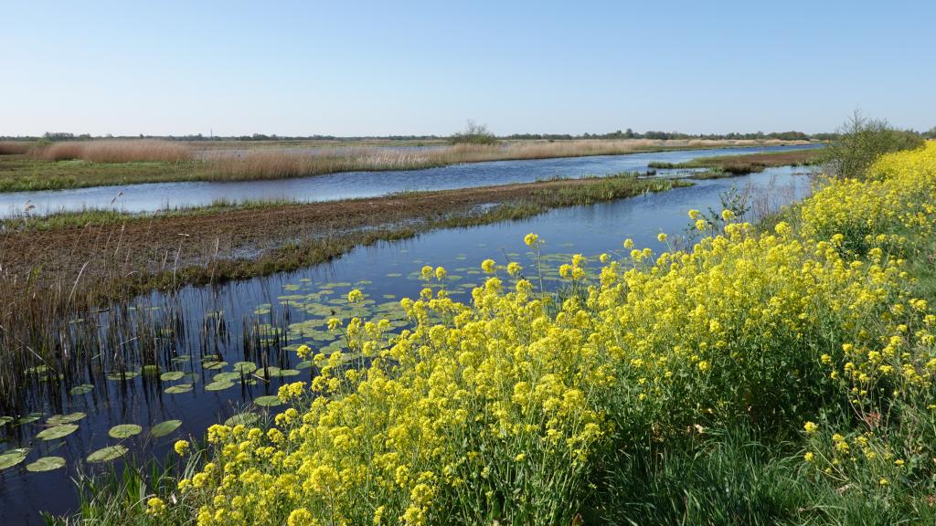 Natuurgebied de Westbroekse Zodden