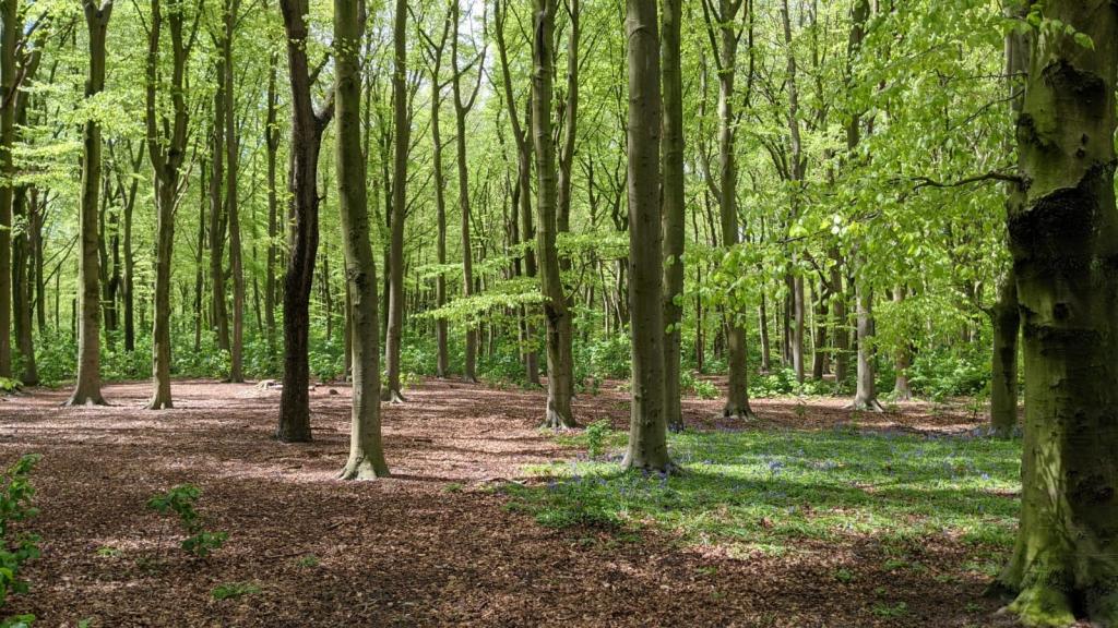 Photo of park Haagse Bos, a green oasis in the city of The Hague providing multiple ecosystem services