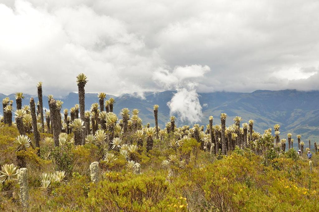 Photo Paramos Ecological Restoration Project, Colombia, 2020