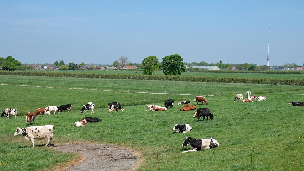 De veeteelt is een belangrijke bron van het broeikasgas methaan