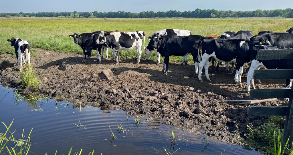 Foto van koeien in een extensief beheerd weidegebied bij het Naardermeer