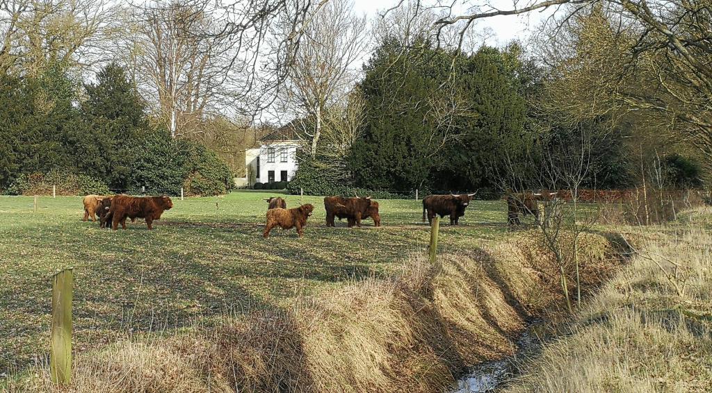 Koeien in het Drents-Friese 