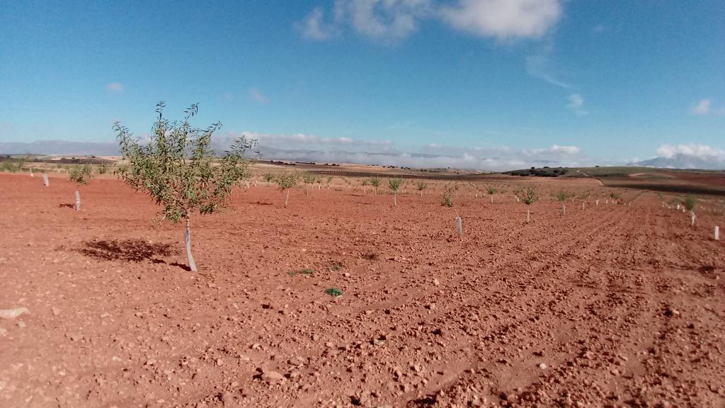 Olijfbomen op droge grond