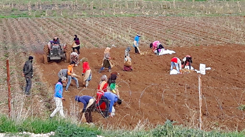 Refugees working in a Lebanese field