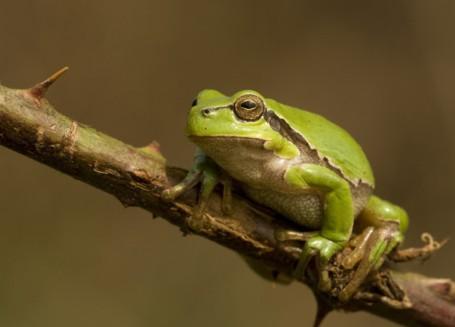 Photo of a tree frog on a twig